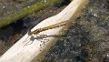 Austrocnemis splendida female